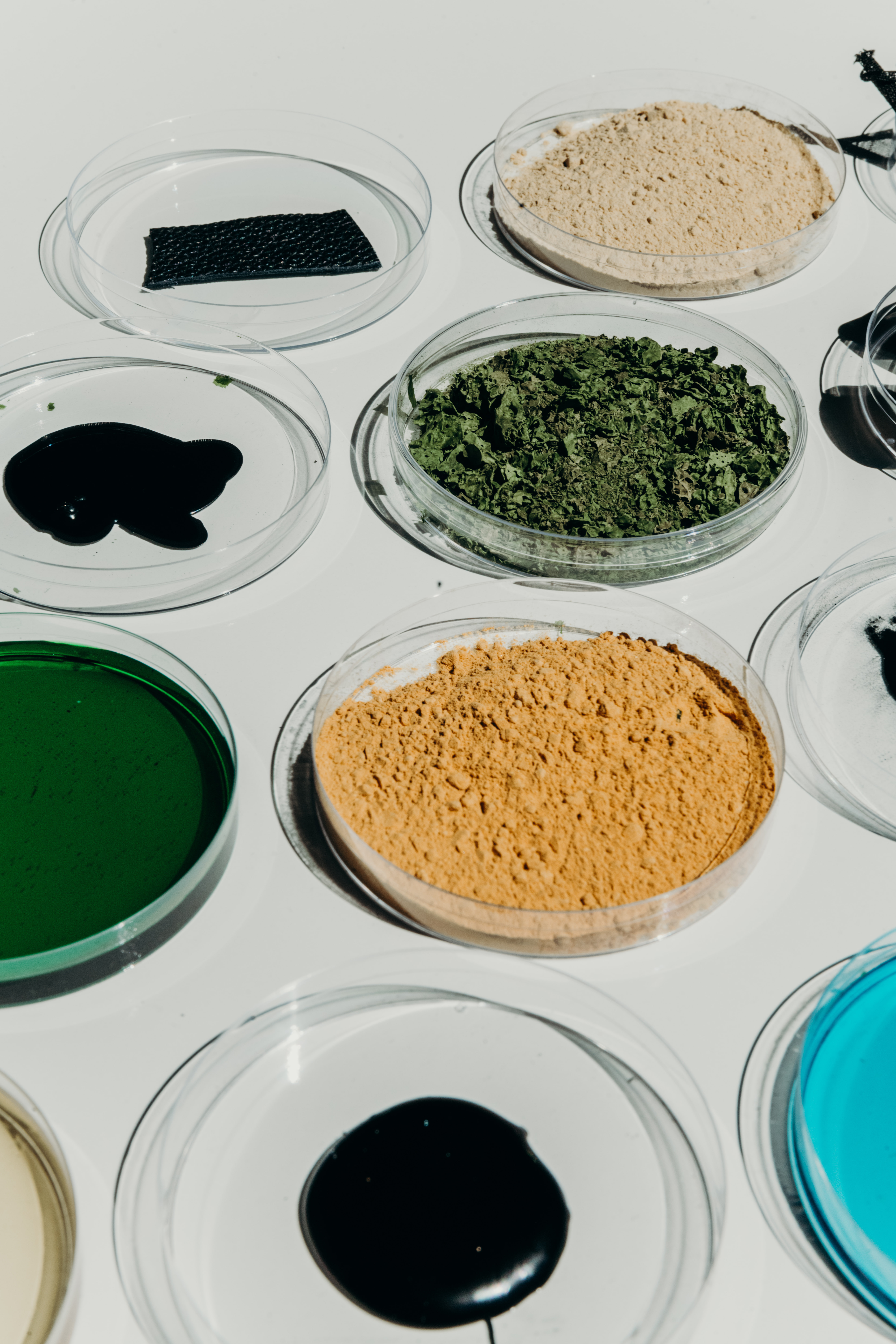 Petri dishes showing the ingredients from Living Ink